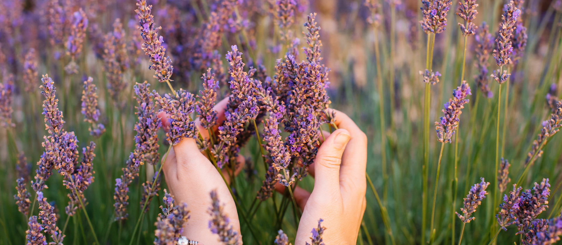 Woman touching blossoming lavender in the lavender field with he