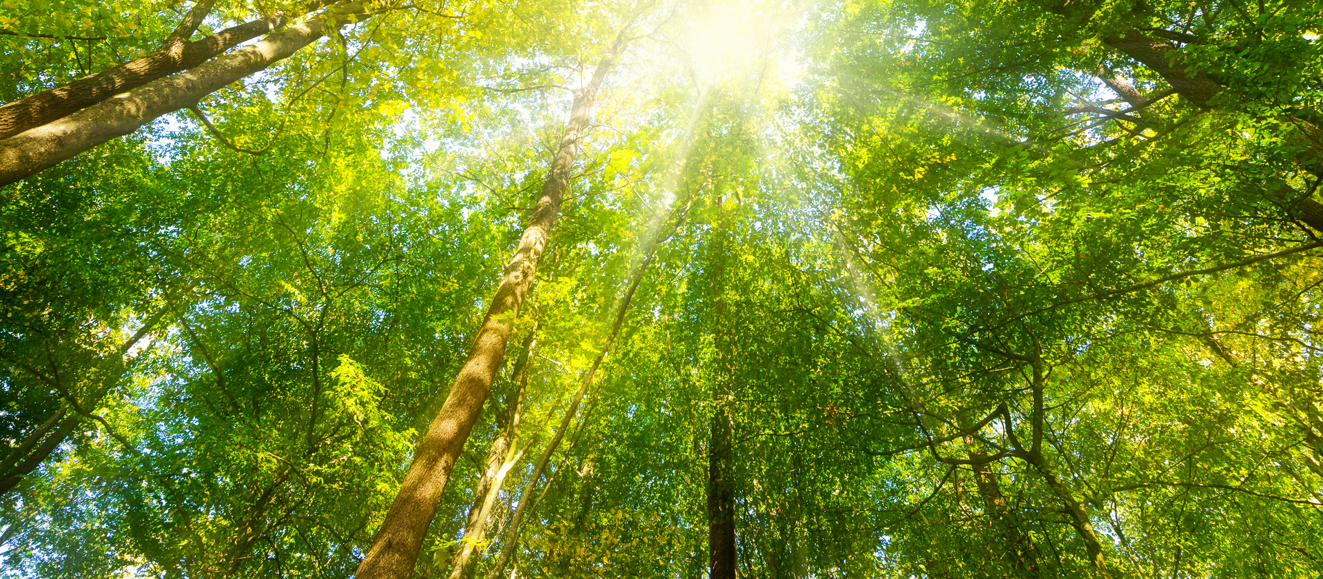 Wald Panorama mit Sonnenstrahlen - Banner